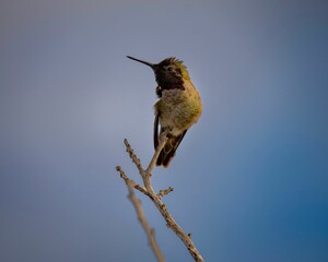 Sticker - Hummingbird perched on a branch against a blue sky background