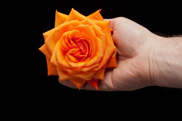 Wall Mural - close up image of single orange rose