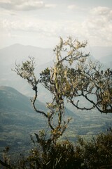 Canvas Print - Vertical shot of a tree with green-covered hills on the background