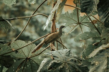 Wall Mural - Closeup of a speckled chachalaca (Ortalis guttata) perched on a branch of a lush tree