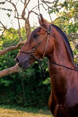 Poster - Vertical shot of a brown horse in a park against blurred background