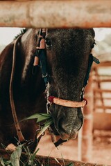 Canvas Print - Vertical shot of a black horse eating leaves