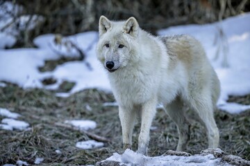 Sticker - Majestic white wolf stands atop a blanket of snow in a vast landscape