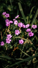 Wall Mural - a group of purple flowers growing in the grass with their stems