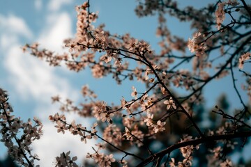 Poster - blossoms on a branch with white clouds in the sky behind