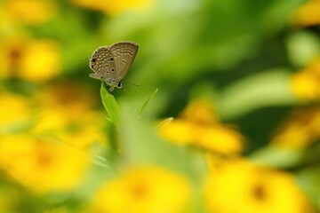 Poster - Selective focus shot of a brown butterfly on a leaf