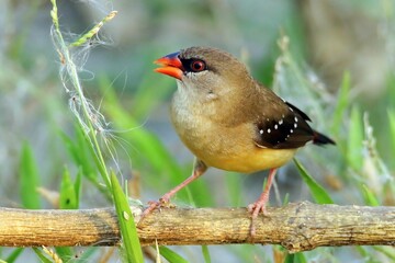 Wall Mural - Closeup shot of a female red avadavat perched on a branch