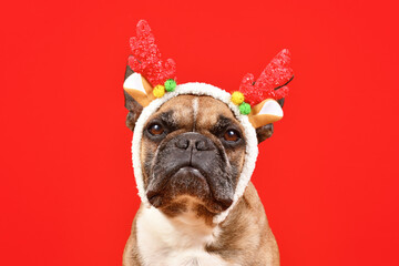 Wall Mural - Fawn French Bulldog dog wearing red Christmas reindeer antler headband in front of red background