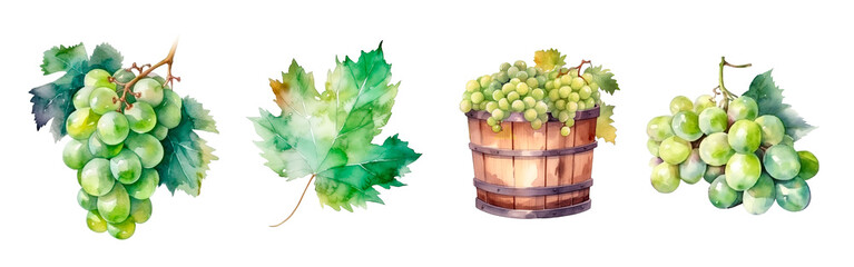 Green grape watercolor illustration, leaf and harvest in barrel and clusters isolated. Realistic painting for winery, vine farm and packaging