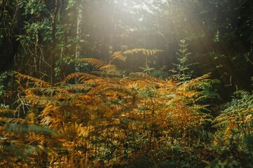 Canvas Print - Scenic shot of beautiful tall orange plants in a forest with the autumn sun shining from above