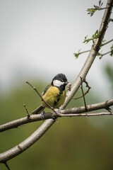 Poster - a Great tit perched on a tree with food in the beak