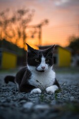 Canvas Print - Black and white cat resting on the ground at sunset.