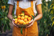 Female farmer with hands holding freshly harvested mandarin oranges, bursting with natural sweetness and packed with vitamins.