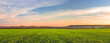 Panorama of a green field of young wheat sprouts, harvesting in the fields on the horizon and the sky in sunset colors