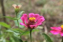 Zinnia Flowers Are Known To Help Make Menstruation Easier For Women. Zinnia Flowers Can Also Treat Vaginal Discharge.
