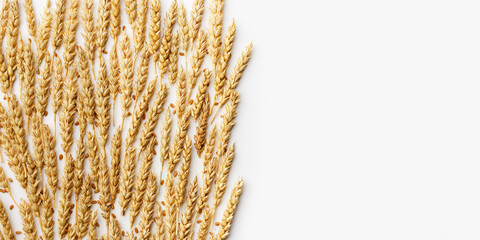 Banner with ears of wheat, close up golden yellow wheat spikelets and grains on white background, copy space. Top view composition minimal style, aesthetic trend, autumn seasonal harvest