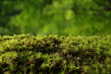 Wall Mural - Moist Green moss growing and covered on a wood. The moss is dense and lush in green forest 