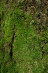 Wall Mural - Green Moss grows in dense groups on tree trunks