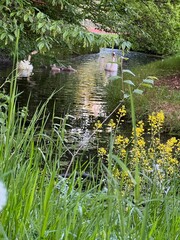 Wall Mural - Swans with cygnets swimming in river outdoors