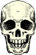 Human Skull Drawing Symbol
