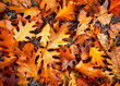 canvas print picture - Herbstliche Farbenpracht: Dieses Bild zeigt das wunderschöne Herbstlaub in den warmen Tönen von Orange und Braun, das den Boden bedeckt und die Umgebung zauberhaft einfärbt