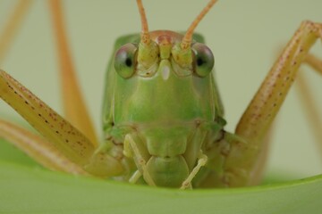 Wall Mural - Small green grasshopper. Macro photography of insect