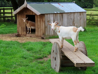 Sticker - pretty brown and white goat standing on a seesaw with another goat standing in shelter in the background