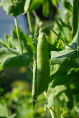 Poster - Growing peas outdoors and blurred background. Green pea pods in the vegetable garden close-up. 