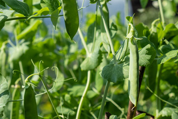 Poster - Growing peas outdoors and blurred background. Green pea pods in the vegetable garden close-up. 