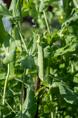 Poster - Growing peas outdoors and blurred background. Green pea pods in the vegetable garden close-up. 