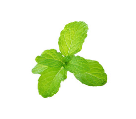 Sticker - fresh mint leaves transparent png