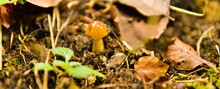 Mushroom In Forest Natural Treasure. Magical Nature.