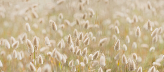 Nature field of bunnytail in summer hare's tail attractive plants 