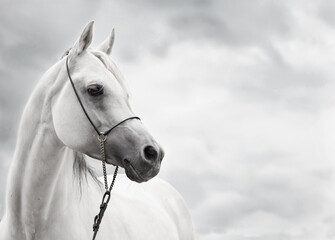 Wall Mural - white amazing arabian stallion against cloudy  sky background