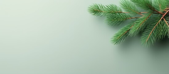 Poster - Isolated isolated pastel background Copy space with green pine branch