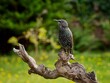 canvas print picture - Starling perched On A Log