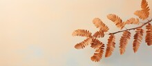 Tamarind Leaves On A Isolated Pastel Background Copy Space Dry