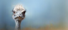 An Ostrich In Ormanya Wildlife Park In Turkey Isolated Pastel Background Copy Space
