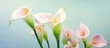 Twin calla lily with blurred focus on the floor isolated pastel background Copy space