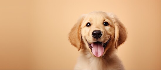 Poster - Adorable puppy posing for a close up photo isolated pastel background Copy space