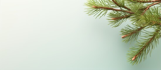 Poster - Isolated isolated pastel background Copy space with green pine branch