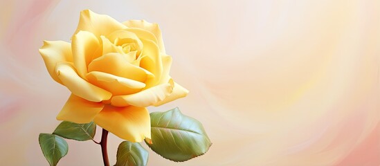 Poster - Gorgeous yellow tea rose in a natural isolated pastel background Copy space