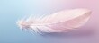 Copy space with macro swan feather emphasizing tenderness softness and beauty