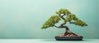Bonsai tree on a isolated pastel background Copy space