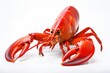 © FACTORY GRAPHICA  - red lobster isolated on white background in studio shoot