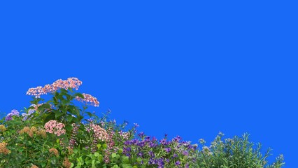 Wall Mural - 3D render Foreground flower swaying on blue background