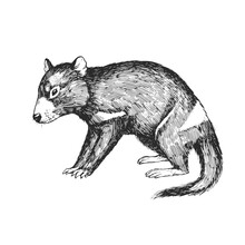 Vector Hand-drawn Illustration Of A Tasmanian Devil In The Style Of Engraving. A Sketch Of A Wild Australian Marsupial Animal Isolated On A White Background.