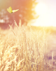Aufkleber - Art autumn sunny nature background; dry golden grass in a forest clearing