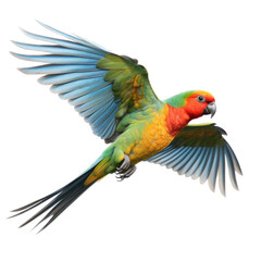 Wall Mural - Edward's Fig Parrot in-flight in a Nature-themed, side view, photorealistic illustration in a transparent PNG, cutout, and isolated. Generative ai