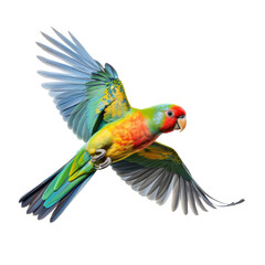 Wall Mural - Edward's Fig Parrot in-flight in a Nature-themed, side view, photorealistic illustration in a transparent PNG, cutout, and isolated. Generative ai